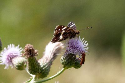 <i>Araschnia levana</i>