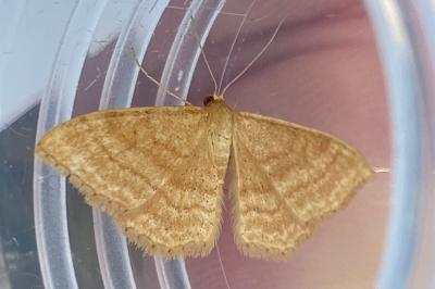 <i>Idaea ochrata</i>