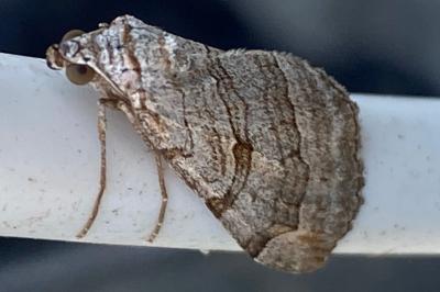 <i>Aplocera</i>