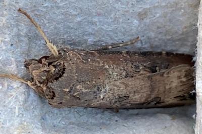 <i>Agrotis ipsilon</i>