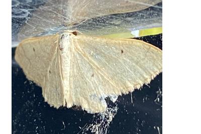 <i>Idaea straminata</i>