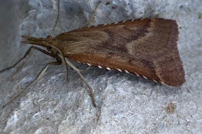 <i>Synaphe punctalis</i>