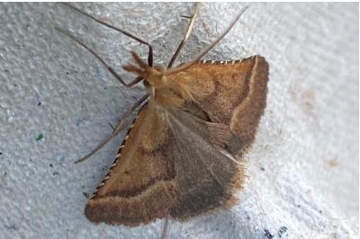 <i>Synaphe punctalis</i>