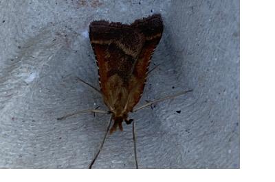 <i>Synaphe punctalis</i>