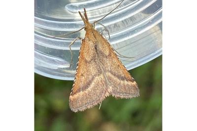 <i>Synaphe punctalis</i>