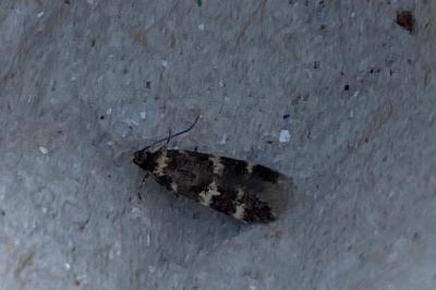 <i>Oegoconia</i>