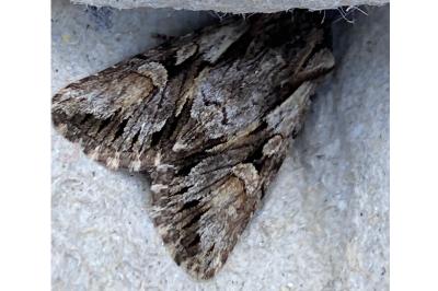 <i>Chloantha hyperici</i>
