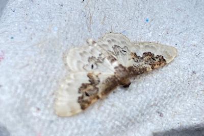 <i>Idaea rusticata</i>