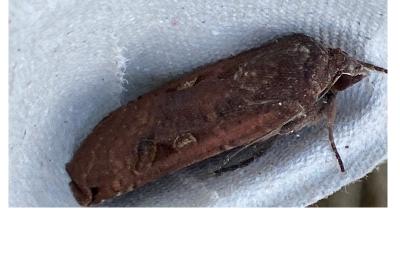 <i>Noctua pronuba</i>