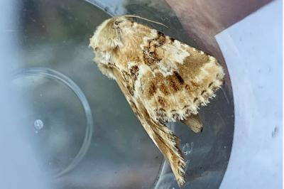<i>Eremobia ochroleuca</i>