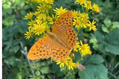 <i>Argynnis paphia</i>