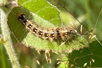<i>Acronicta rumicis</i>