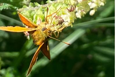 <i>Ochlodes sylvanus</i>
