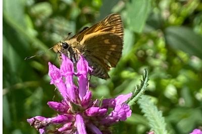 <i>Ochlodes sylvanus</i>