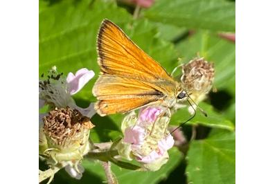 <i>Thymelicus sylvestris</i>