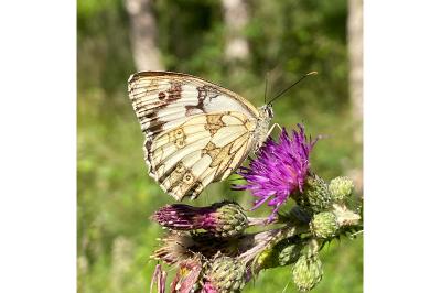 <i>Melanargia galathea</i>