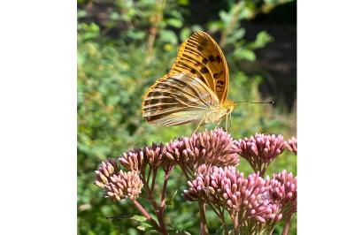 <i>Argynnis paphia</i>