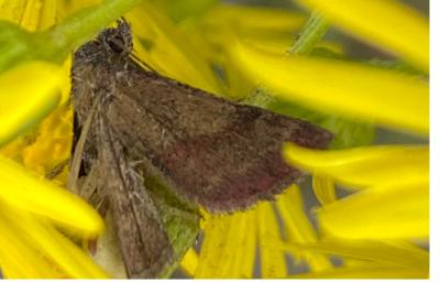 <i>Phytometra viridaria</i>