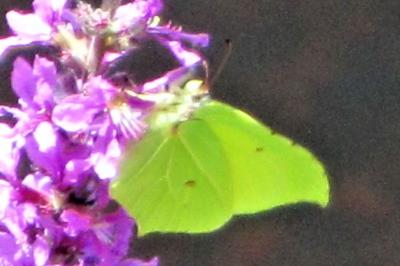 <i>Gonepteryx rhamni</i>