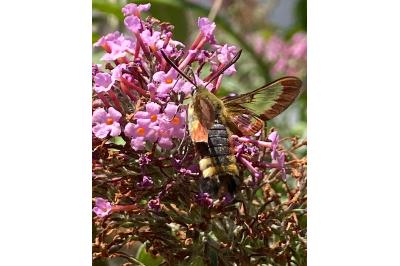 <i>Hemaris fuciformis</i>