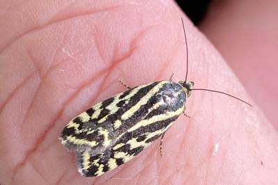<i>Emmelia trabealis</i>