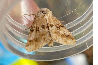<i>Eremobia ochroleuca</i>