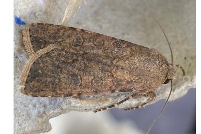 <i>Agrotis segetum</i>