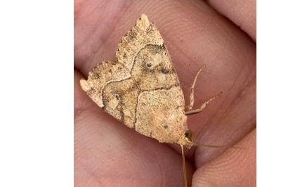 <i>Cosmia trapezina</i>