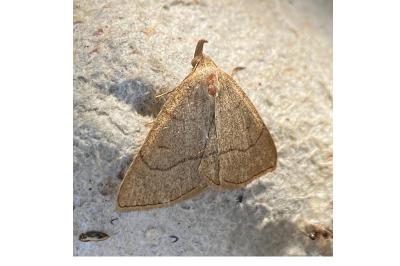 <i>Paracolax tristalis</i>