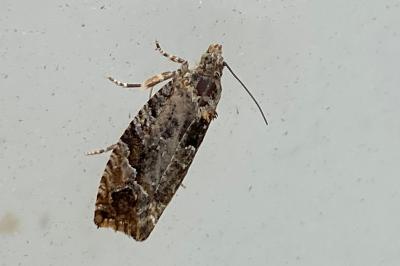 <i>Eudemis profundana</i>
