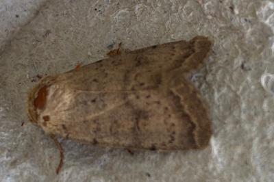 <i>Hoplodrina alsinides/octogenaria</i>