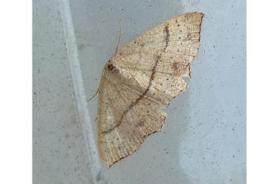 <i>Cyclophora punctaria</i>
