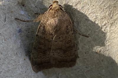 <i>Hoplodrina ambigua</i>