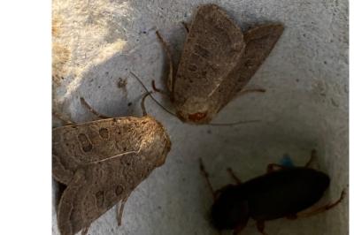 <i>Hoplodrina ambigua</i>
