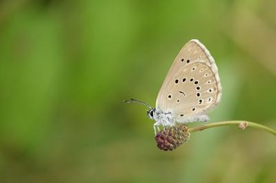 <i>Phengaris teleius</i>