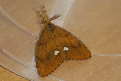 <i>Orgyia antiqua</i>