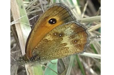 <i>Pyronia tithonus</i>