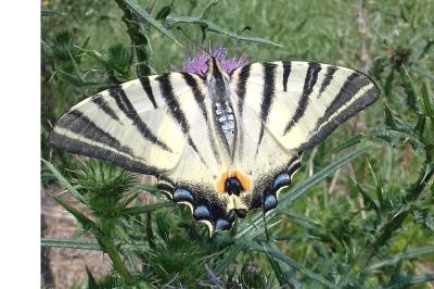 <i>Iphiclides podalirius</i>