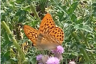 <i>Argynnis paphia</i>