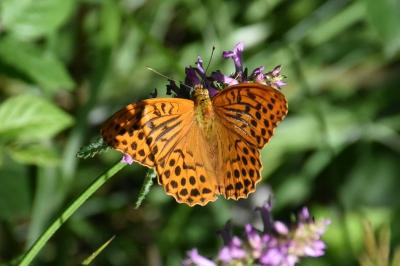 <i>Argynnis paphia</i>
