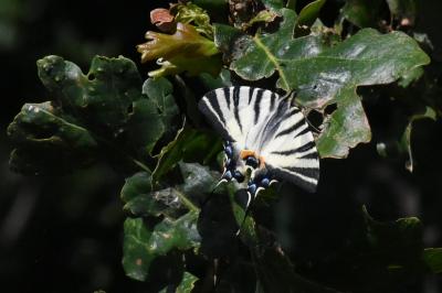 <i>Iphiclides podalirius</i>