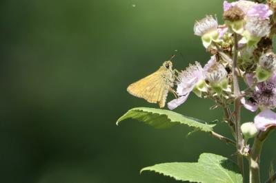<i>Ochlodes sylvanus</i>