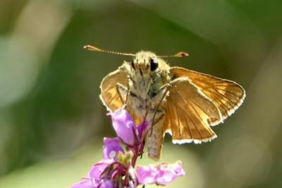 <i>Ochlodes sylvanus</i>