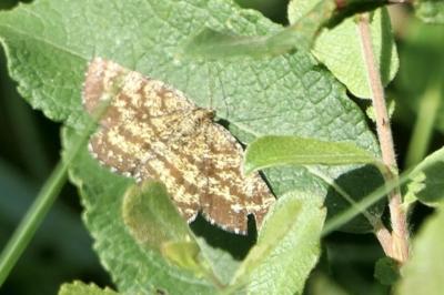 <i>Ematurga atomaria</i>