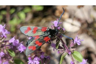 <i>Zygaena filipendulae</i>