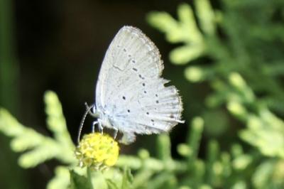 <i>Celastrina argiolus</i>