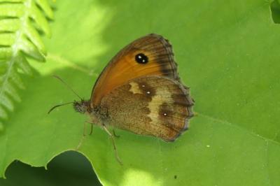 <i>Pyronia tithonus</i>