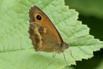 <i>Pyronia tithonus</i>