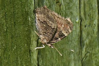 <i>Aglais io</i>