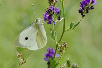 <i>Pieris brassicae</i>
